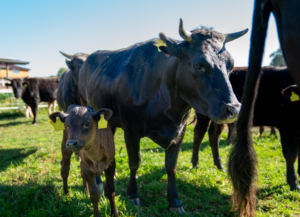 230916_Frankenwagyu_21_unkenntlich