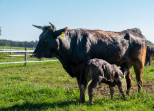 230916_Frankenwagyu_18_unkenntlich_1000px