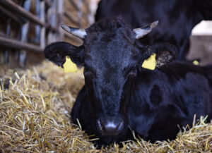 DSC_3027_unkenntlich_1000px